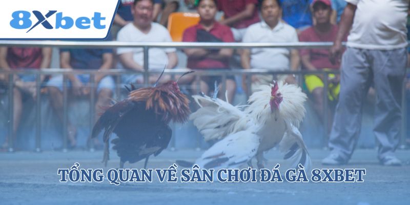 Tổng quan về sân chơi đá gà 8xbet